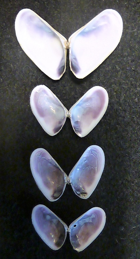 Donax trunculus ? S� !